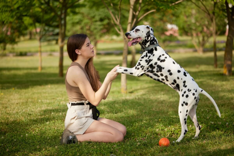 6 atividades para fazer com o cachorro nas férias