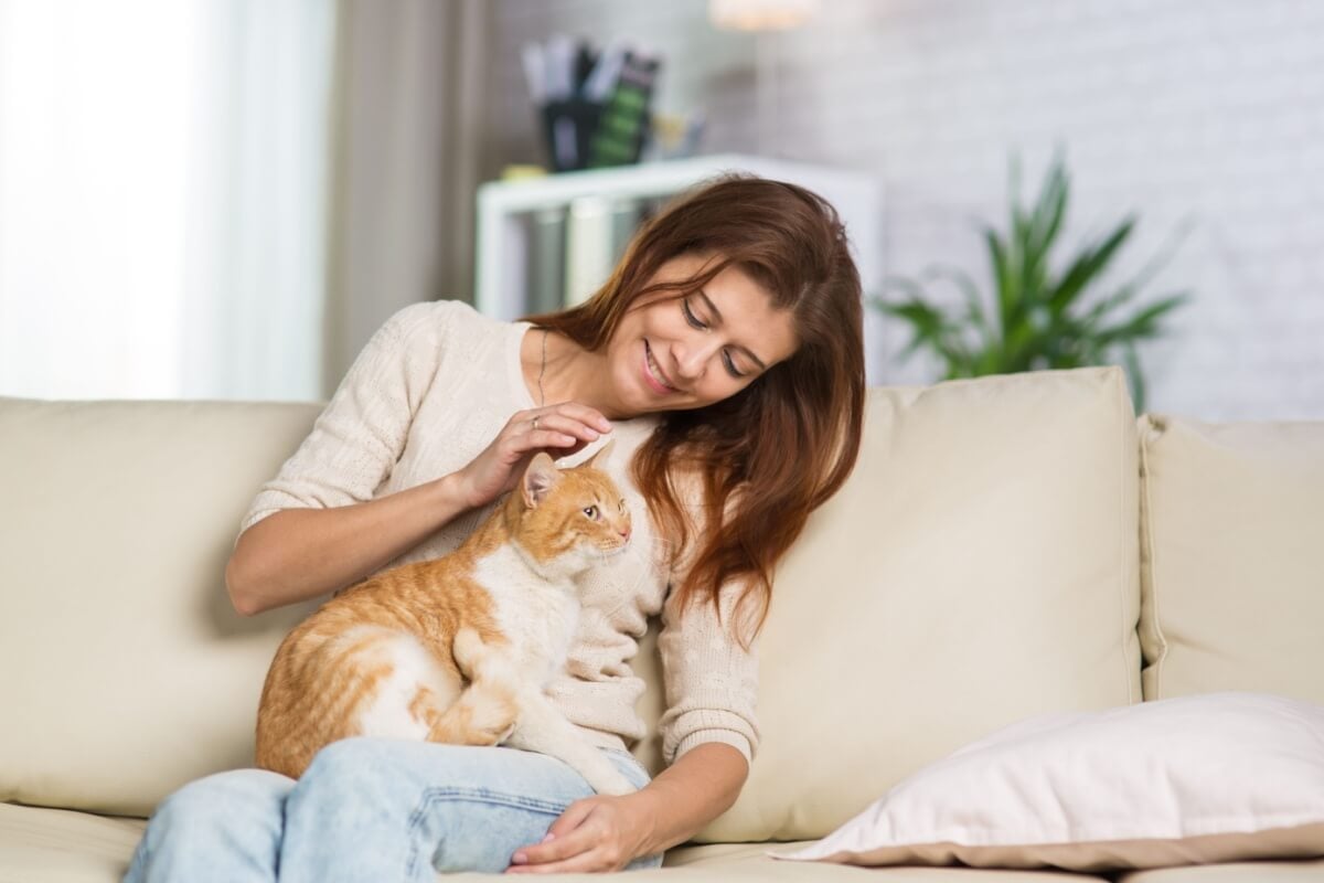 Gatos idosos precisam de cuidados especiais para se manterem saudáveis e felizes 