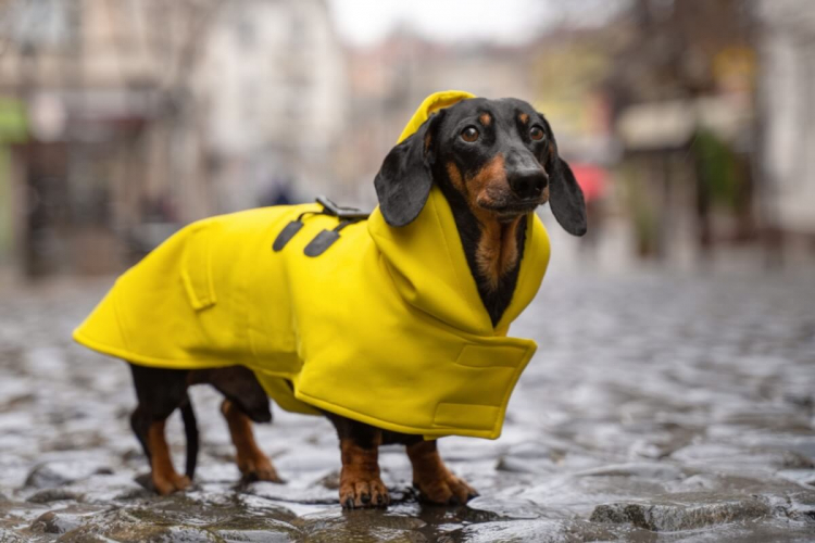 6 dicas para medir o cachorro e comprar roupas do tamanho correto 