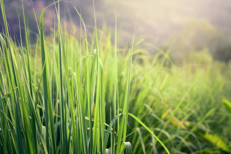 7 benefícios da erva-cidreira para a saúde