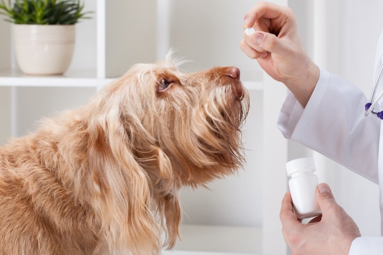 7 cuidados para prevenir e combater verminoses em cachorro