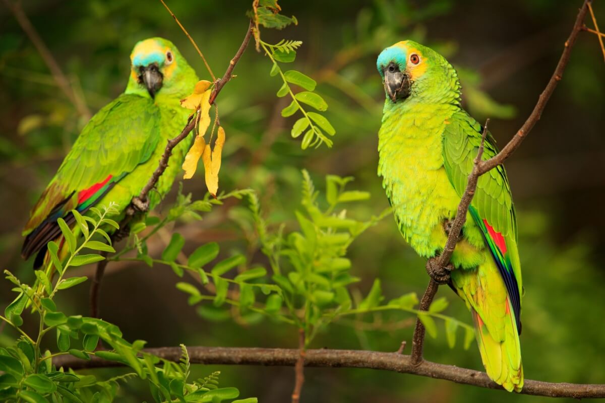 Os papagaios são animais que chamam atenção pela beleza e inteligência 