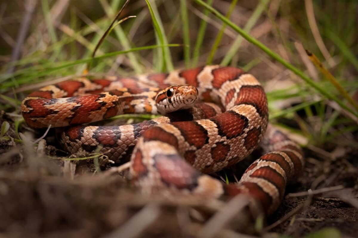 As cobras são fascinantes e podem ser uma opção de animal de estimação 