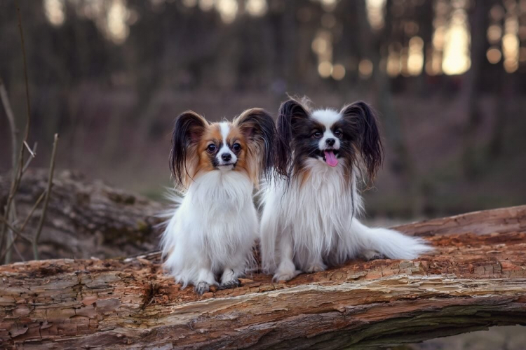 7 menores raças de cachorro do mundo