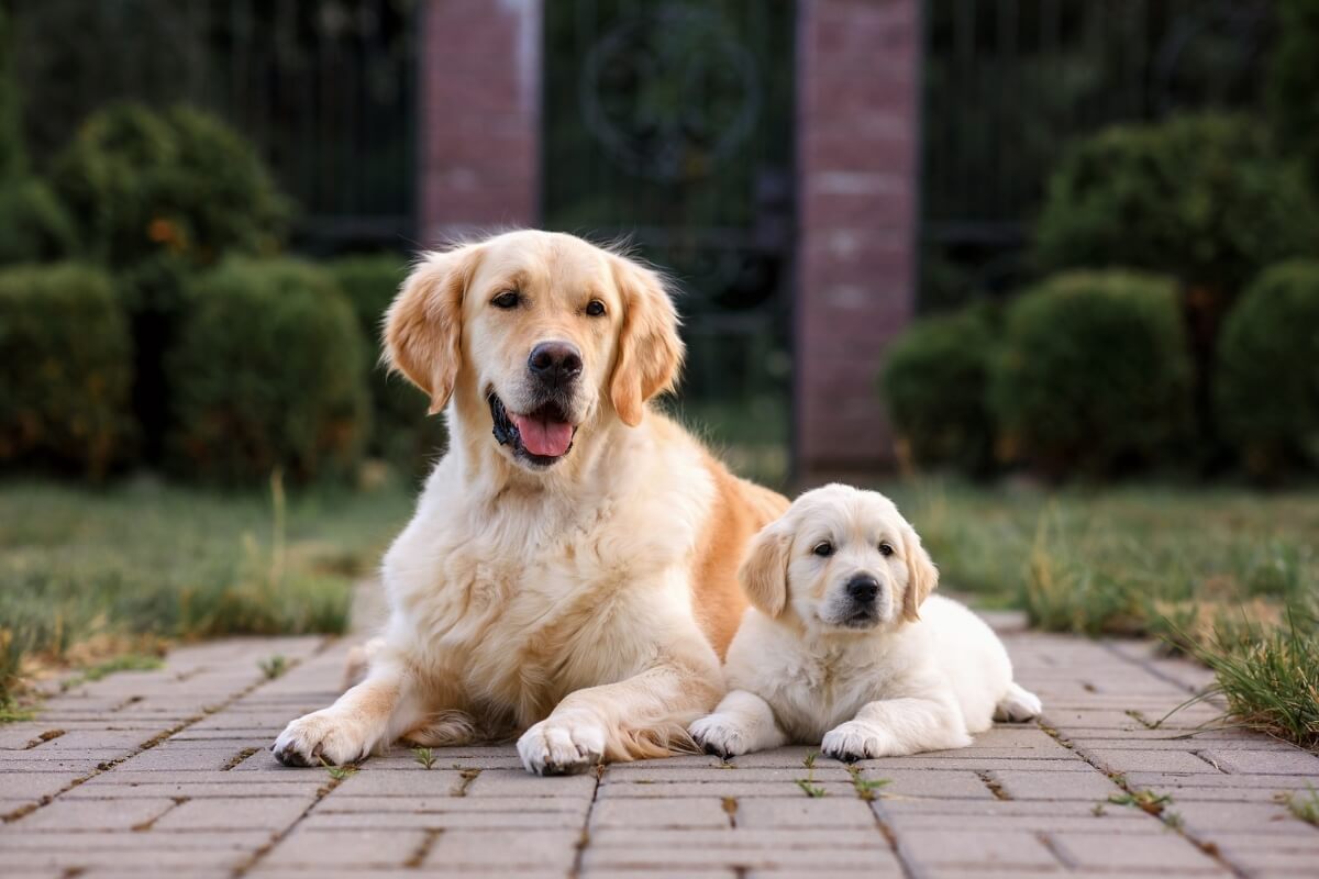 Os filhotes de cachorro são encantadores e têm o dom de cativar as pessoas 