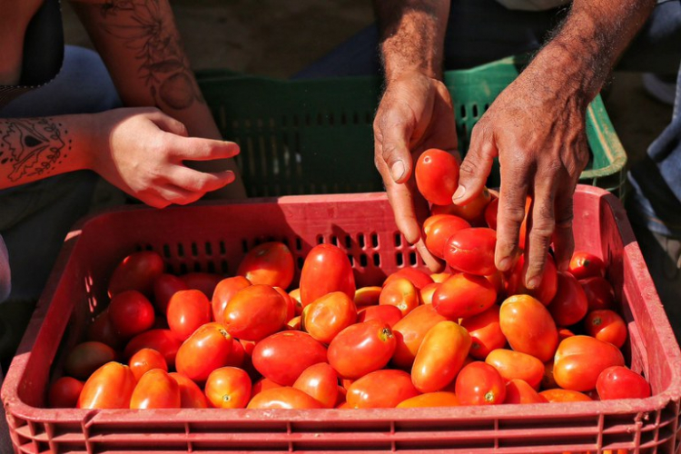 Com redução de juros para alimentos básicos, Plano Safra da Agricultura Familiar tem recorde de R$ 76 bi no crédito rural