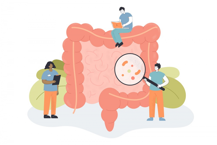 O papel da microbiota intestinal na saúde digestiva e imunológica
