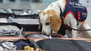 Cão farejador da empresa de serviços de higiene CESCO participa de uma demonstração de detecção de percevejos