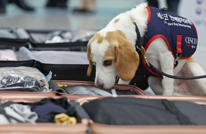 Cão farejador da empresa de serviços de higiene CESCO participa de uma demonstração de detecção de percevejos