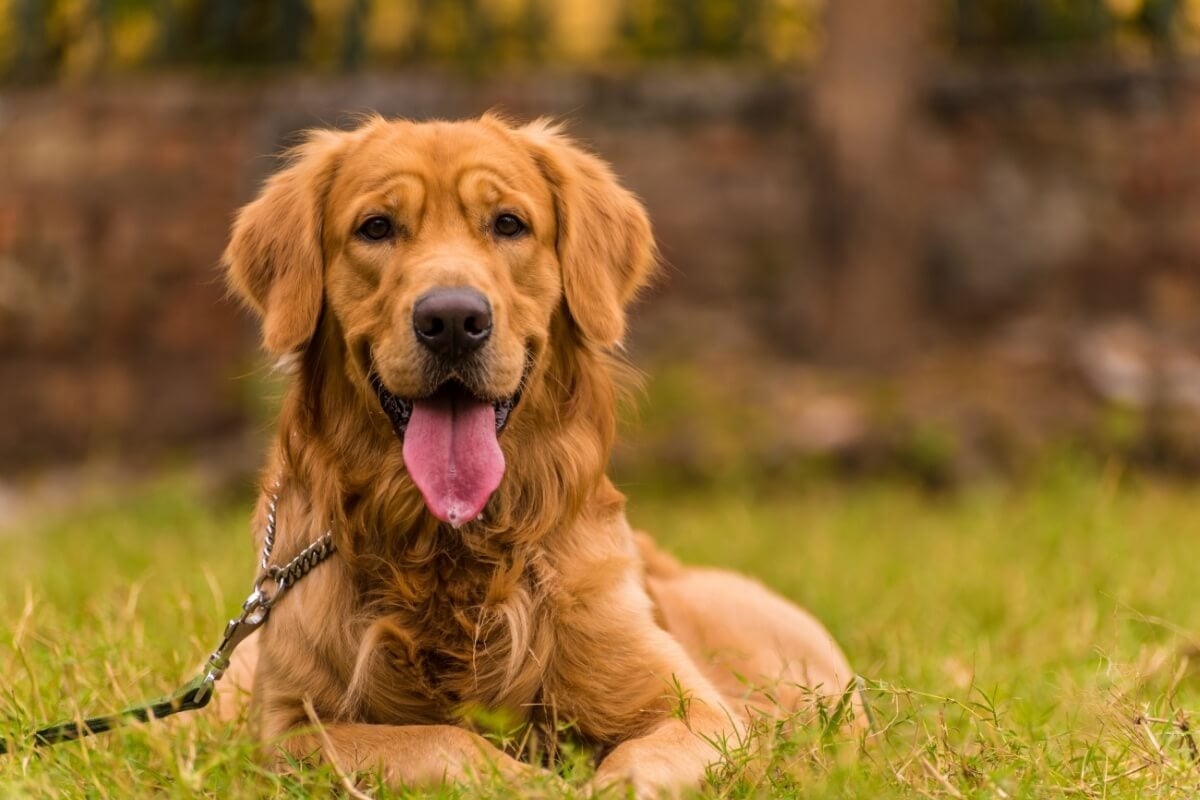 Algumas raças de cachorro se destacam pela beleza 