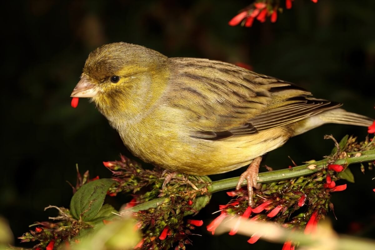 Os canários são uma das aves mais populares no Brasil 