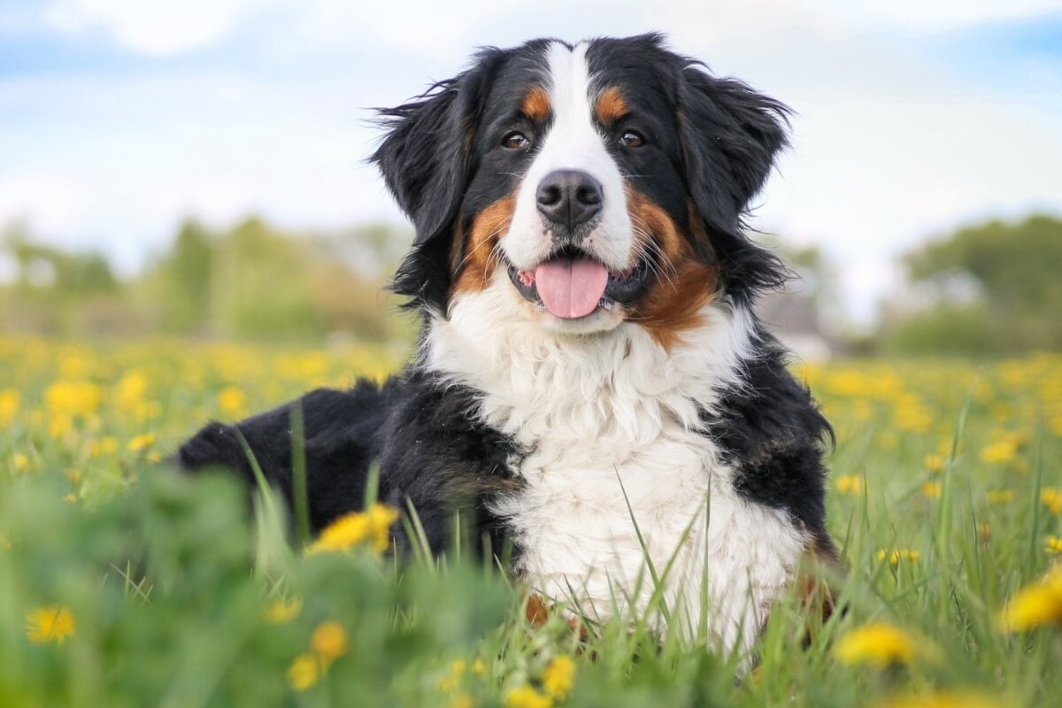 Cachorros da raça bernese encantam por sua pelagem tricolor, temperamento afetuoso e adaptabilidade 