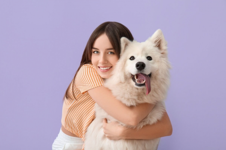 4 características do cachorro da raça samoieda 