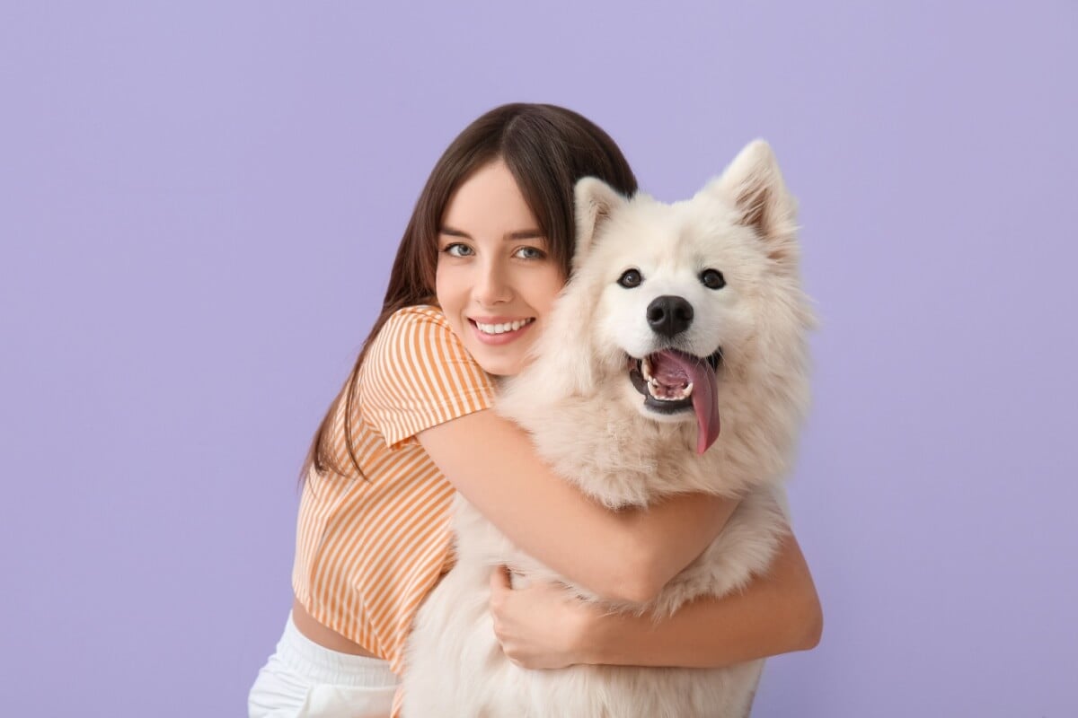 O samoieda é um cachorro amigável e afetuoso 