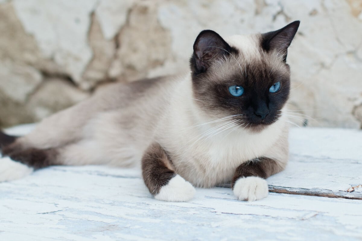 O snowshoe é um gato que se destaca por suas patas brancas 