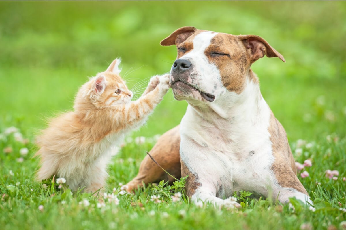 Doenças cardiovasculares também podem afetar a saúde dos pets 