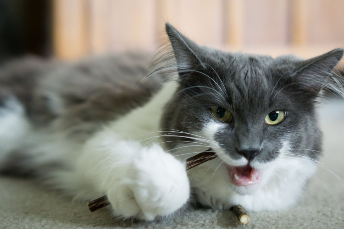 O matatabi ajuda a melhorar a saúde física e mental do gato 