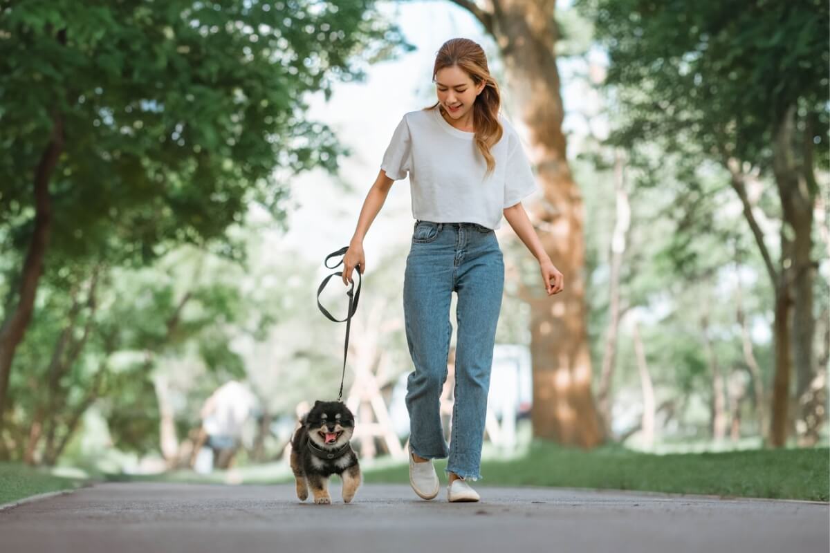 Passear com os cachorros é primordial para manter a sua saúde 