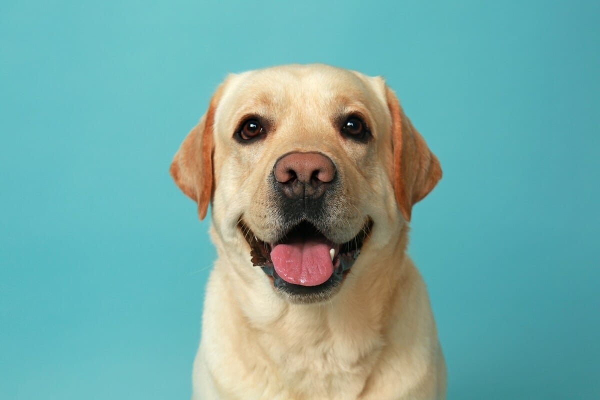 As características marcantes dos cachorros tornam eles ainda mais fofos e encantadores 