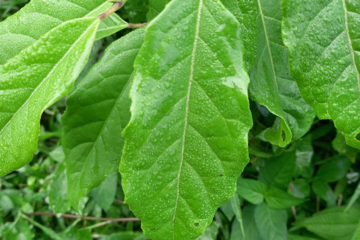 A erva-de-bugre atua como antioxidante e anti-inflamatório natural 