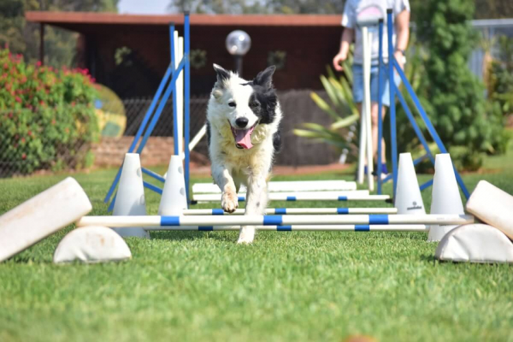 7 esportes praticados por cachorros 