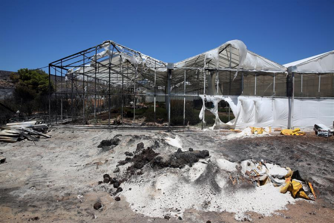 Uma estufa queimada após um incêndio florestal na área de Maratona, região da Ática, Grécia, 13 de agosto de 2024. Um incêndio florestal que eclodiu em 11 de agosto nos arredores de Atenas e se espalhou por grande parte do nordeste da Ática já não tinha uma frente única. 13 de agosto. O fogo se estendeu ao longo de uma frente de mais de 30 quilômetros de extensão. De acordo com o Corpo de Bombeiros, as forças de combate a incêndios estão lidando com focos de fogo espalhados de Varnavas a Nea Makri e Penteli, enquanto há reacendimentos constantes. Os bombeiros encontraram o corpo carbonizado, de uma mulher de 60 anos, numa pequena fábrica que pegou fogo em Patima Halandriou