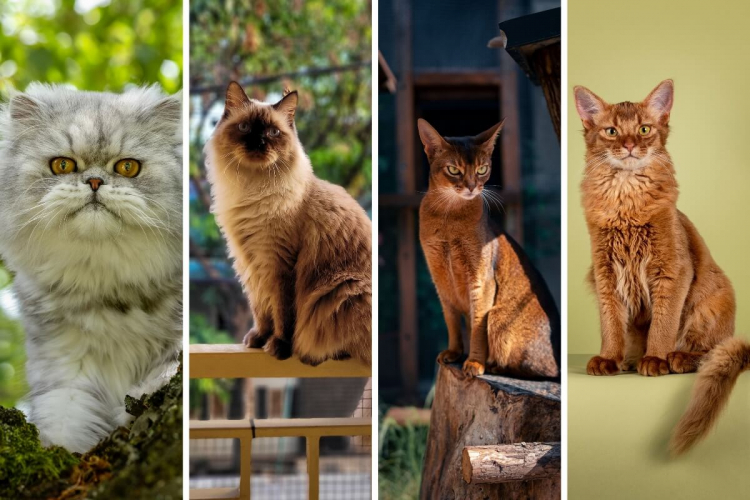 8 pares de raças de gatos que se parecem