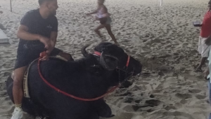 Búfalo em Copacabana