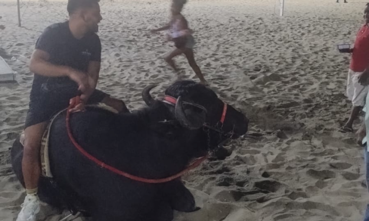 Tutor passeia na praia de Copacabana com búfalo e chama a atenção dos banhistas