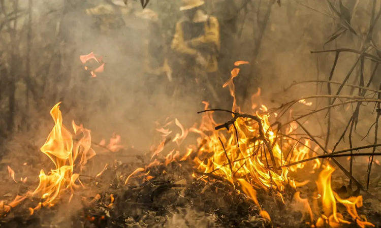 Incêndios consomem mais de 1,3 milhão de hectares do Pantanal em 2024