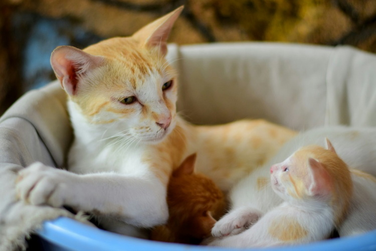 Supremo Tribunal Federal suspende regra sobre castração de animais filhotes em São Paulo