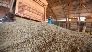 Armazenamento da soja após a colheita realizada na Fazenda Itamarati, do grupo Amaggi, em Tangará