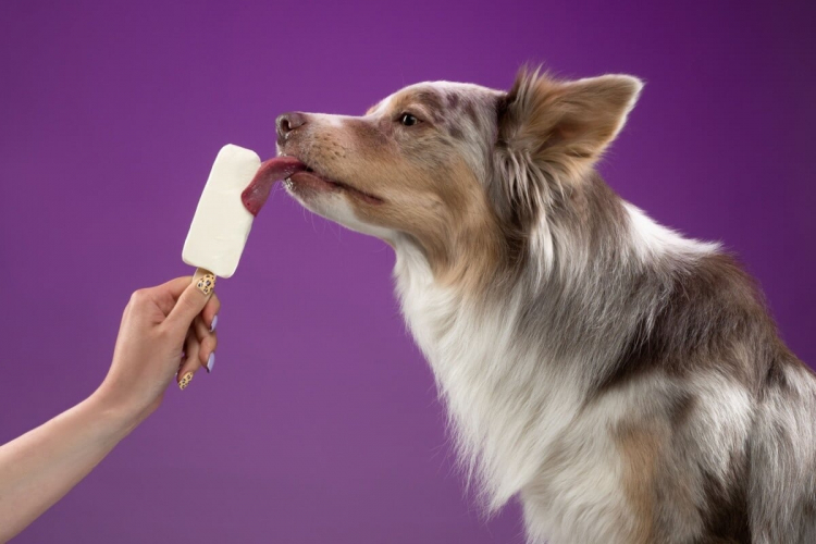 3 sorvetes caseiros para refrescar os animais no calor