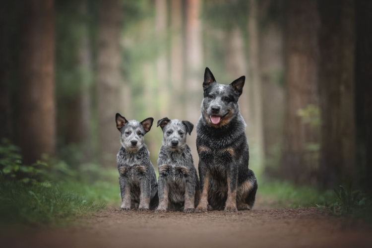 4 características do cachorro da raça boiadeiro australiano 