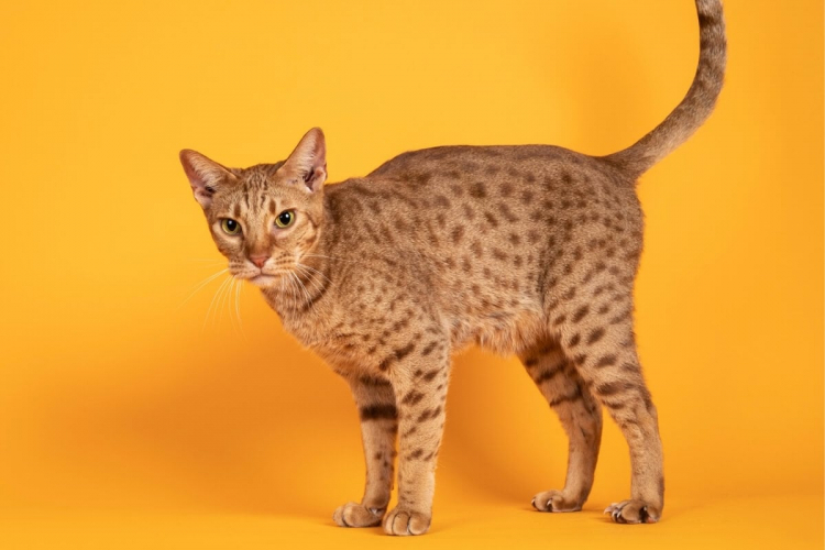 4 características do gato da raça ocicat