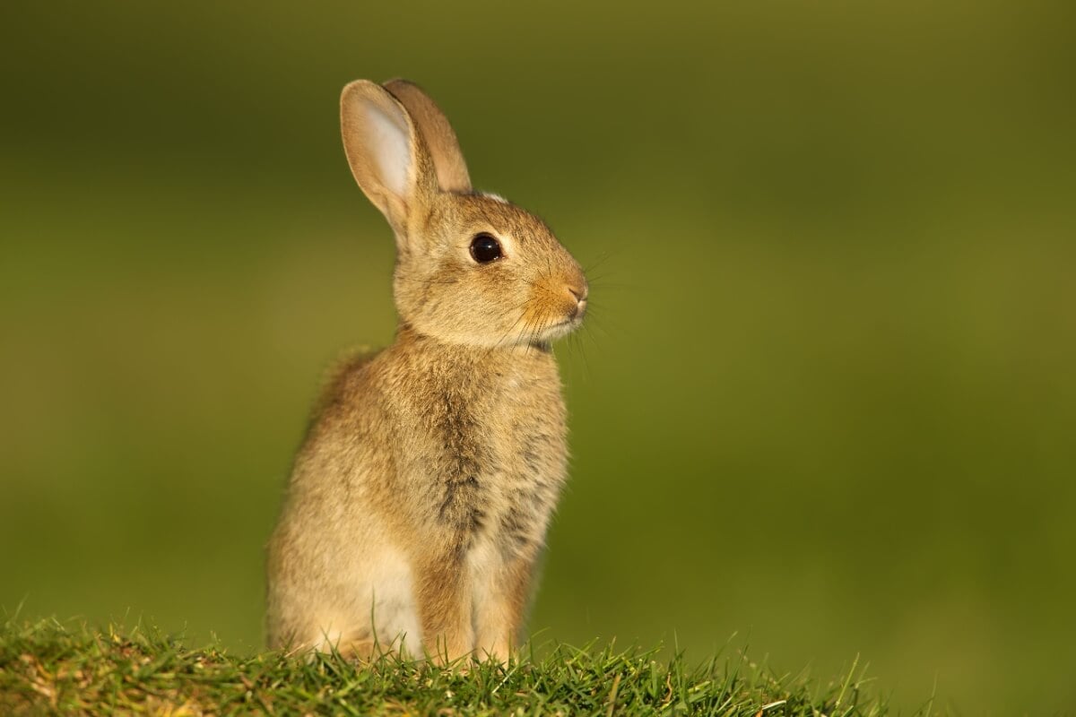 Com mais de 50 raças, os coelhos domésticos oferecem uma diversidade fascinante de tamanhos e características 