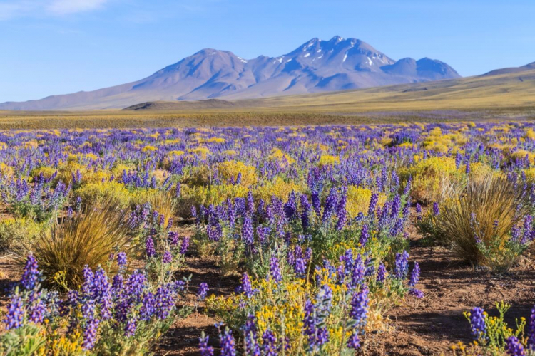 5 destinos pelo mundo para curtir a beleza da primavera