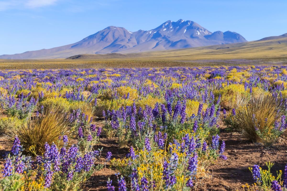 A primavera transforma a paisagem do deserto do Atacama 