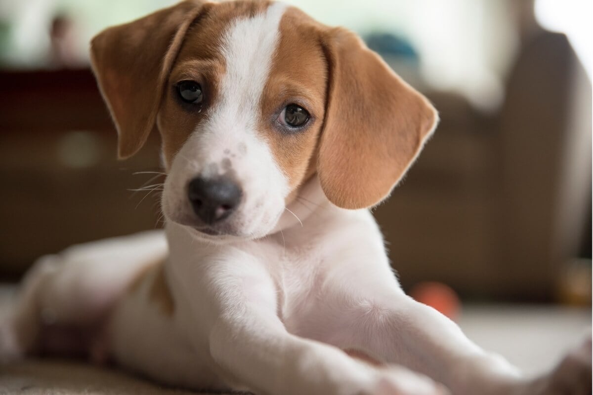 Os cachorros precisam de tempo para se adaptarem ao novo ambiente 