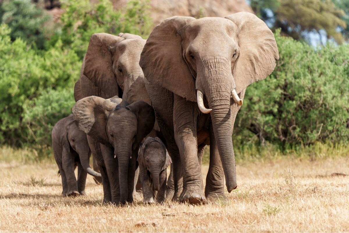 Os elefantes são animais que impressionam por suas habilidades 