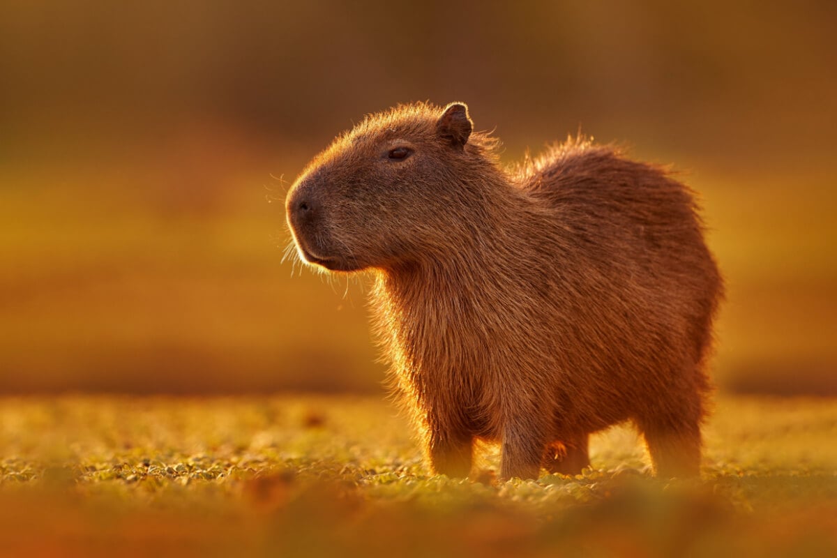 A capivara pode ser encontrada em áreas úmidas da América do Sul, como pântanos, rios e lagos 