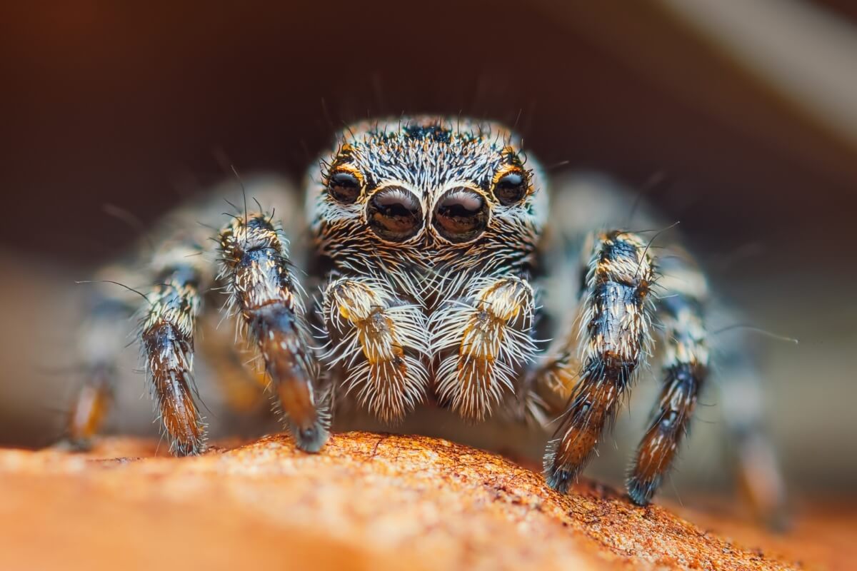 As aranhas possuem órgãos sensoriais altamente desenvolvidos 