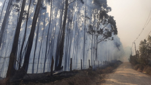 Incêndio atinge o Pico das Cabras em Campinas