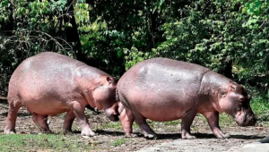 os-hipopotamos-da-antiga-propriedade-de-pablo-escobar-sao-considerados-o-maior-rebanho-da-especie-fo