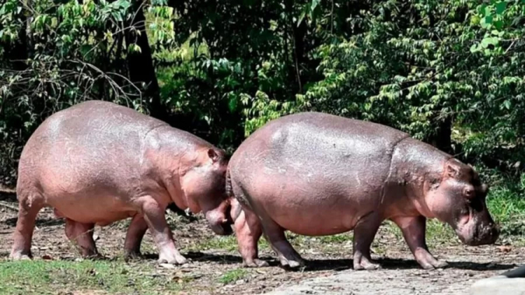 os-hipopotamos-da-antiga-propriedade-de-pablo-escobar-sao-considerados-o-maior-rebanho-da-especie-fo