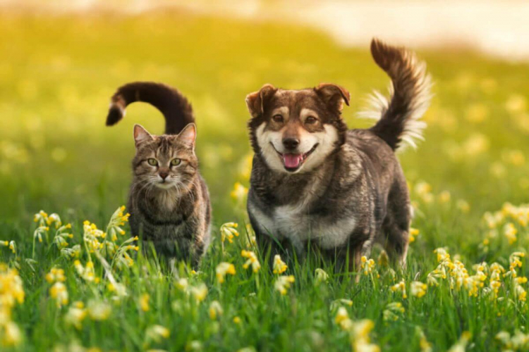 Saiba como cuidar da saúde mental dos pets