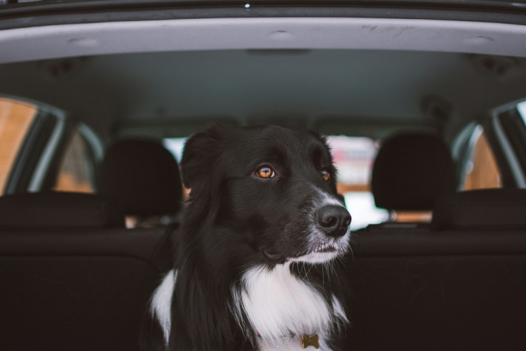 Projeto de lei prevê multa para quem deixar pets em veículo