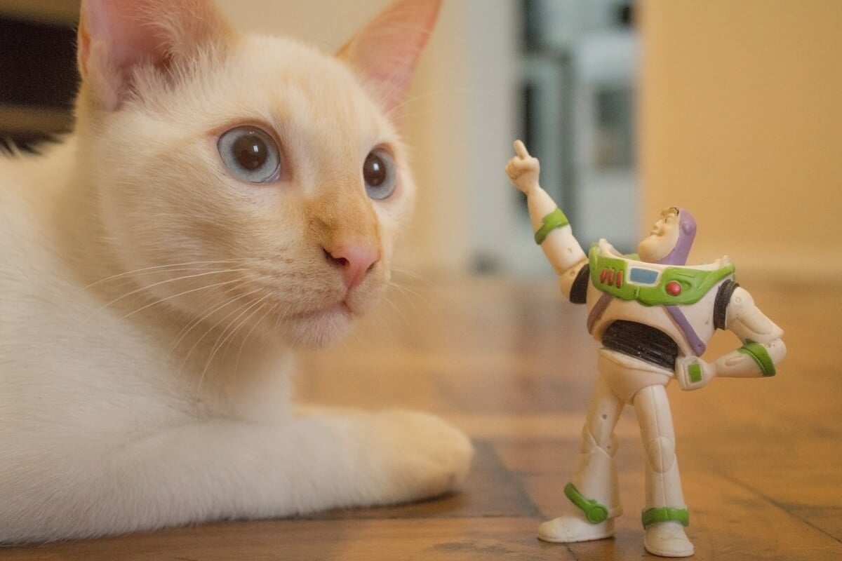 Personagens marcantes da Pixar são inspirações criativas para nomes de gatos 