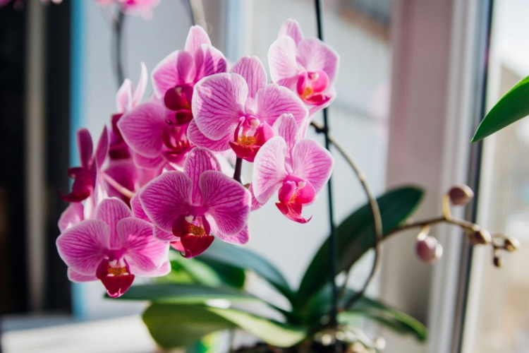 3 flores para decorar a casa na primavera