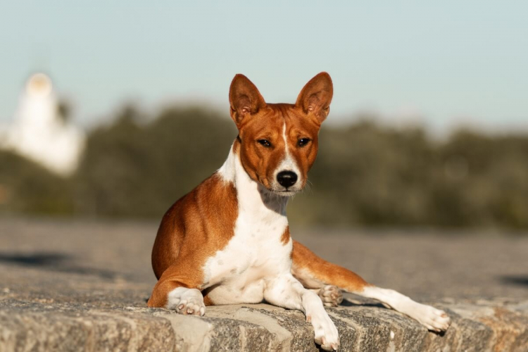 4 características do cachorro da raça basenji